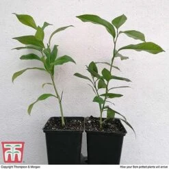 Citrus Tree Collection -EcoFlora Sales Shop citrus t10993 ARRIVAL