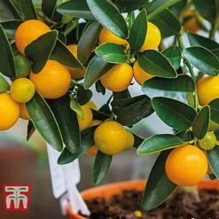Citrus Tree Collection -EcoFlora Sales Shop citrus t10993 C