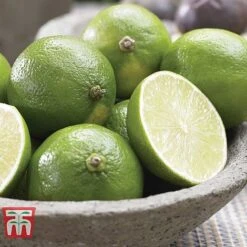 Citrus Tree Collection -EcoFlora Sales Shop citrus t10993 D