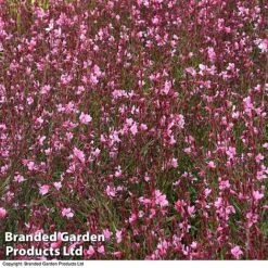 Gaura 'Baby Butterfly Dark Pink' -EcoFlora Sales Shop darkp
