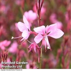 Gaura 'Baby Butterfly Dark Pink' -EcoFlora Sales Shop darkpi