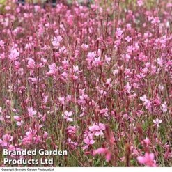 Gaura 'Baby Butterfly Dark Pink' -EcoFlora Sales Shop darkpin