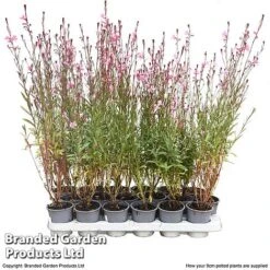 Gaura 'Baby Butterfly Dark Pink' -EcoFlora Sales Shop darkpink