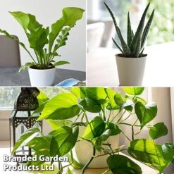 De-humidifying House Plant Collection -EcoFlora Sales Shop dehum trio