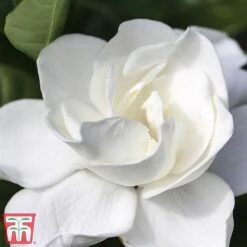 Gardenia 'Deluxe' -EcoFlora Sales Shop del