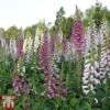Foxglove 'Mixed' -EcoFlora Sales Shop digi mix