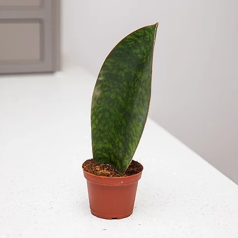 Shark Fin Sanseveria 3 Shark Fin Sanseveria