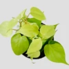 Philodendron Micans Lemon And Lime -EcoFlora Sales Shop download206 PhotoRoom