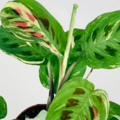 Variegated Maranta Leuconeura Kerchoveana -EcoFlora Sales Shop download207