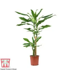 Dracaena Fragrans (House Plant) 11 Dracaena Fragrans (House Plant) -EcoFlora Sales Shop dracaena