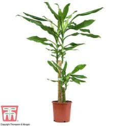 Dracaena Fragrans (House Plant) 12 Dracaena Fragrans (House Plant) -EcoFlora Sales Shop dracaena1