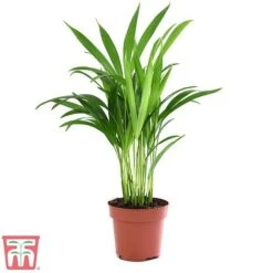 Bamboo Palm -EcoFlora Sales Shop dyps2