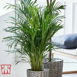 Bamboo Palm -EcoFlora Sales Shop dyps3