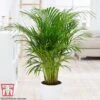 Bamboo Palm 2 Bamboo Palm -EcoFlora Sales Shop dyps4