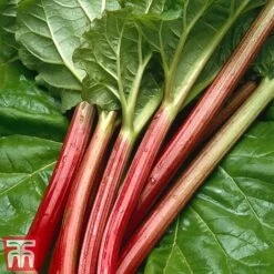 Rhubarb 'Sanvitos&reg;' Duo -EcoFlora Sales Shop early3