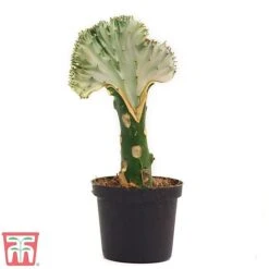 Euphorbia Lactea 'Cristata' -EcoFlora Sales Shop euph