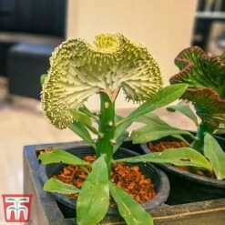 Euphorbia Lactea 'Cristata' -EcoFlora Sales Shop euph3