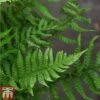 Dryopteris Affinis -EcoFlora Sales Shop fern