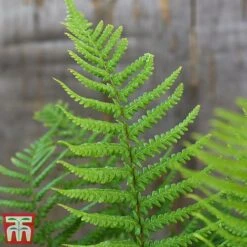 Dryopteris Affinis -EcoFlora Sales Shop fern2