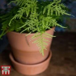 Asparagus Setaceus Plumosus -EcoFlora Sales Shop fern21