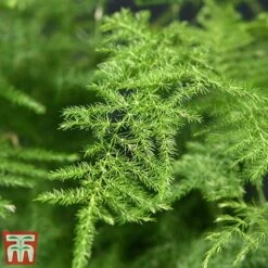 Asparagus Setaceus Plumosus -EcoFlora Sales Shop fern4