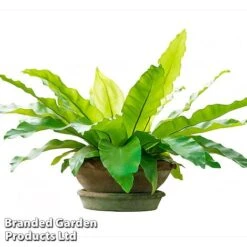 Asplenium Nidus -EcoFlora Sales Shop fern8