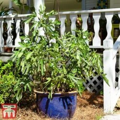 Fig 'Little Miss Figgy' -EcoFlora Sales Shop fig little