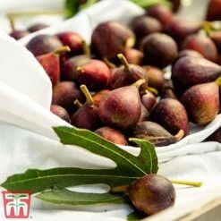 Fig 'Little Miss Figgy' -EcoFlora Sales Shop fig little3