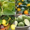 Mediterranean Fruit Collection -EcoFlora Sales Shop fruit