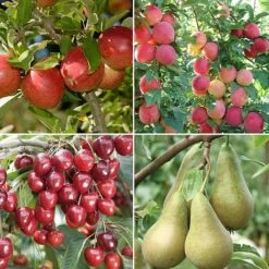 Mini Orchard Collection -EcoFlora Sales Shop fruit NOW1