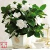 Gardenia 'Deluxe' -EcoFlora Sales Shop gard TKA2913 A1