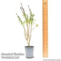 Gaura 'Baby Butterfly Dark Pink' -EcoFlora Sales Shop gaur