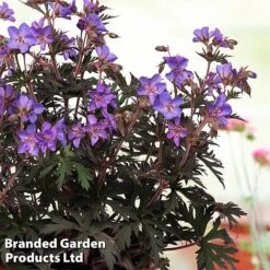 Geranium 'Storm Cloud' -EcoFlora Sales Shop gera storm2