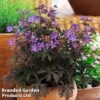 Geranium 'Storm Cloud' -EcoFlora Sales Shop gera storm3