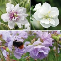 Geranium Doubles Hardy Collection -EcoFlora Sales Shop gera trio NOW3