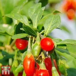 Goji Berry 'Sweet Lifeberry' -EcoFlora Sales Shop goji2
