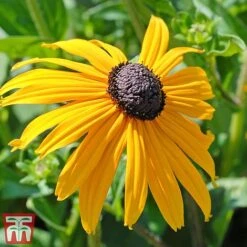 Rudbeckia Fulgida Var Sullivantii 'Goldsturm' -EcoFlora Sales Shop goldstruck
