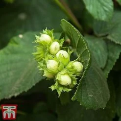 Truffle Tree - Hazel Kentish Cob -EcoFlora Sales Shop haze kent3