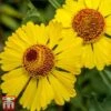 Helenium Autumnale -EcoFlora Sales Shop hele aut2