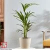 Kentia Palm -EcoFlora Sales Shop howe fors
