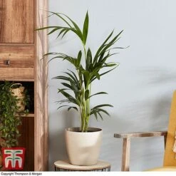 Kentia Palm 9 Kentia Palm -EcoFlora Sales Shop howe fors2