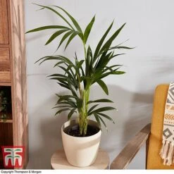 Kentia Palm 10 Kentia Palm -EcoFlora Sales Shop howe fors3