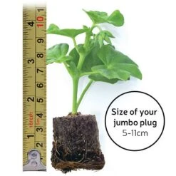 Echinacea 'Sunseekers Salmon' -EcoFlora Sales Shop jumboplugsize30