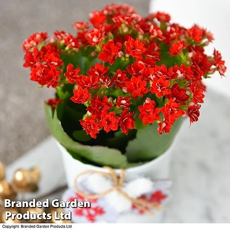 Christmas Kalanchoe - Gift 4 Christmas Kalanchoe - Gift - Image 2