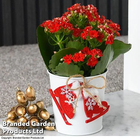 Christmas Kalanchoe - Gift 7 Christmas Kalanchoe - Gift - Image 5