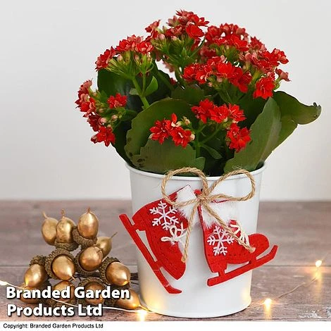 Christmas Kalanchoe - Gift 3 Christmas Kalanchoe - Gift
