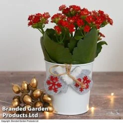 Christmas Kalanchoe - Gift 11 Christmas Kalanchoe - Gift -EcoFlora Sales Shop kali4