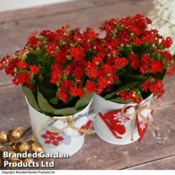 Christmas Kalanchoe - Gift 14 Christmas Kalanchoe - Gift -EcoFlora Sales Shop kali6