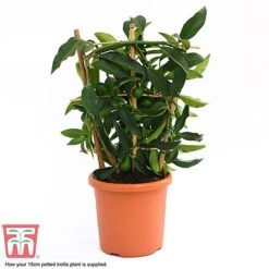 Kumquat - Citrus -EcoFlora Sales Shop kumquat supplied