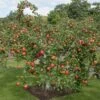 Apple 'Family Apple Tree' -EcoFlora Sales Shop lambo